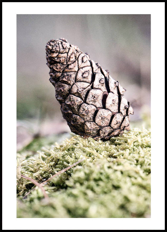 Pinecone Poster