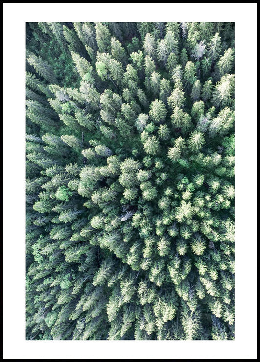 Forest From Above Poster