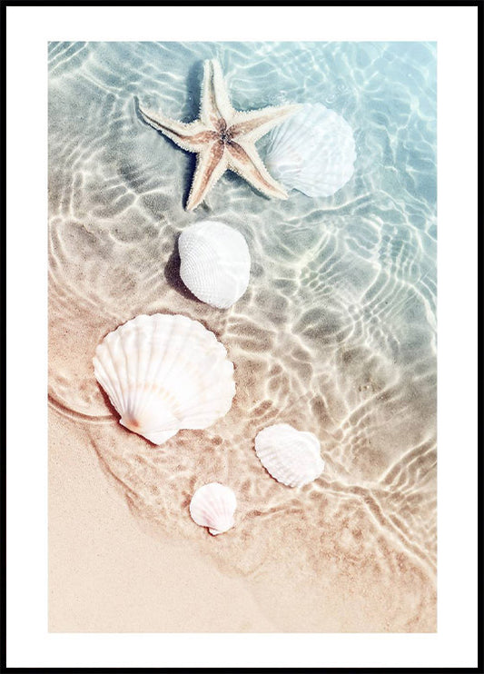 Starfish & Seashell Poster