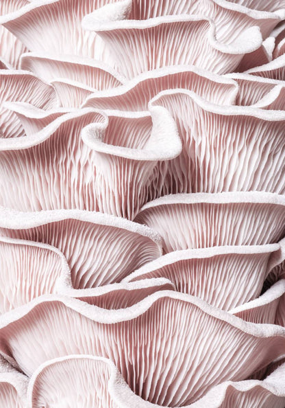 Pink Oyster Mushroom Macro Poster