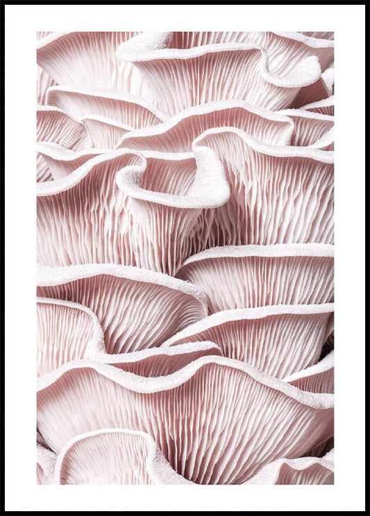 Pink Oyster Mushroom Macro Poster
