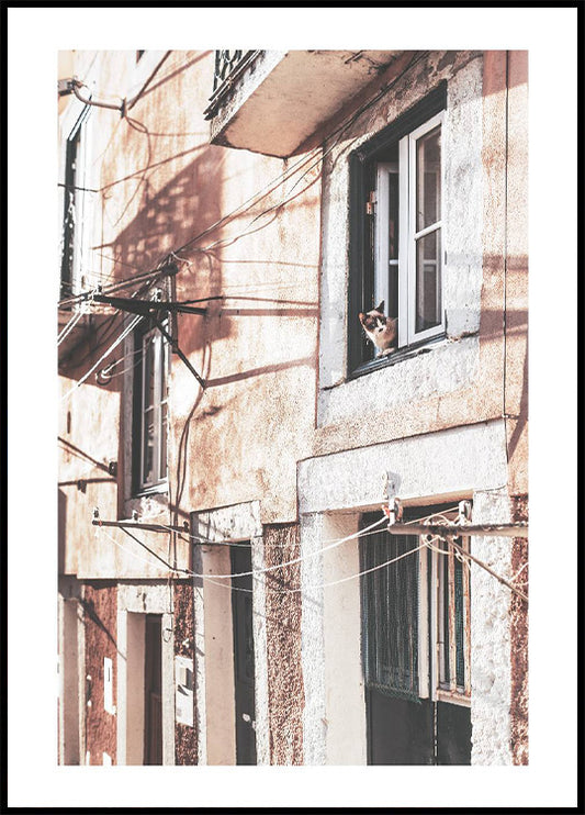 Curious Cat in the Old Town Window Poster