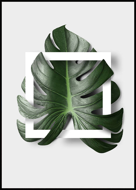 Monstera Boxed Poster