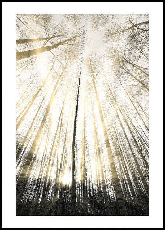 Black and White Trees Silhouettes Poster