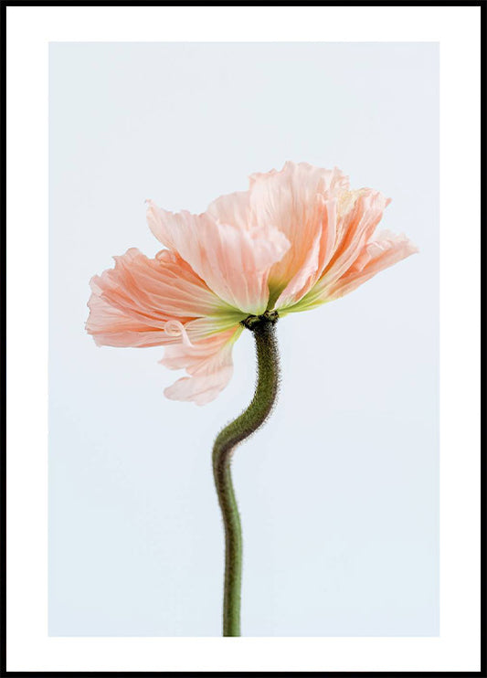 Peachy Poppy Flower Poster