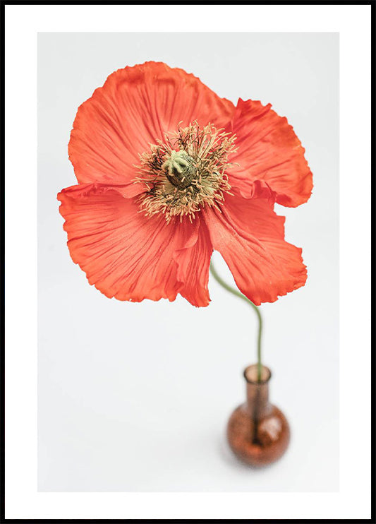 Poppy Flower in Vase Poster