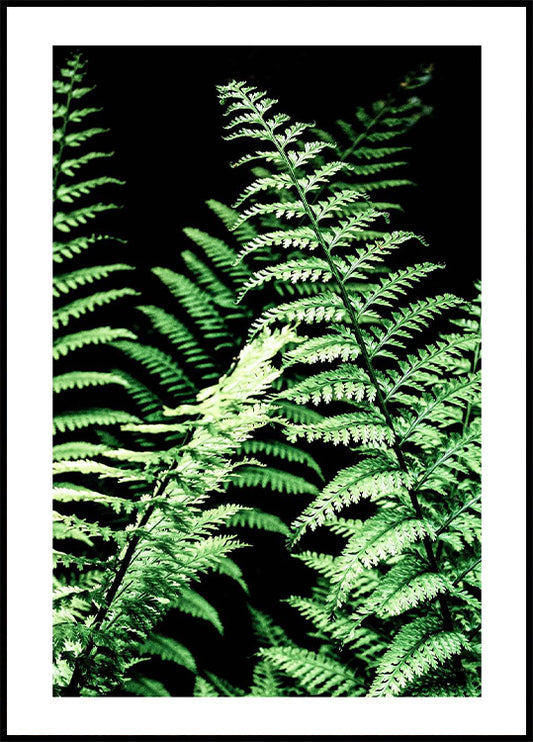 Forest Ferns Poster