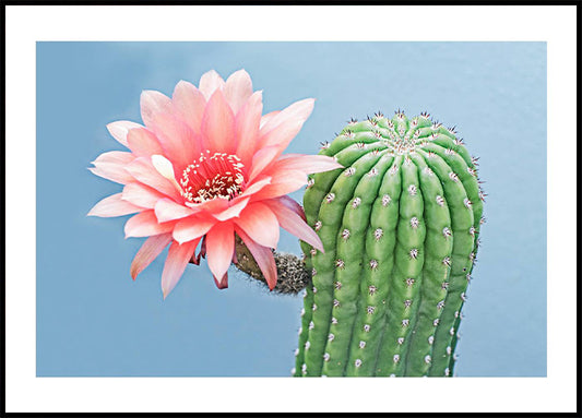 Flowering Cactus Poster