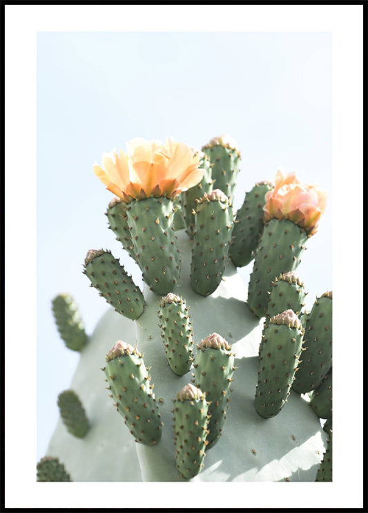 Orange Cactus Flower Poster