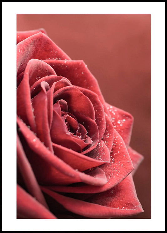 Elegant Rose Poster