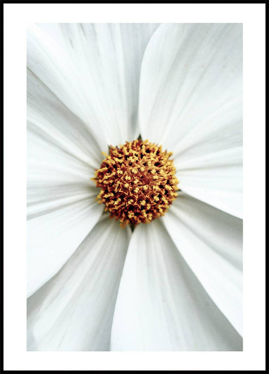 Daisy Close-Up Flower Poster