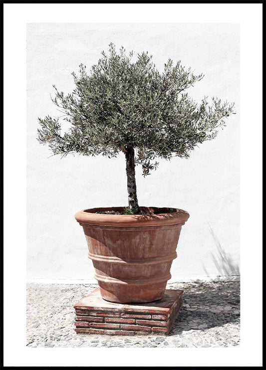 Olive Tree In Vintage Terracotta Poster