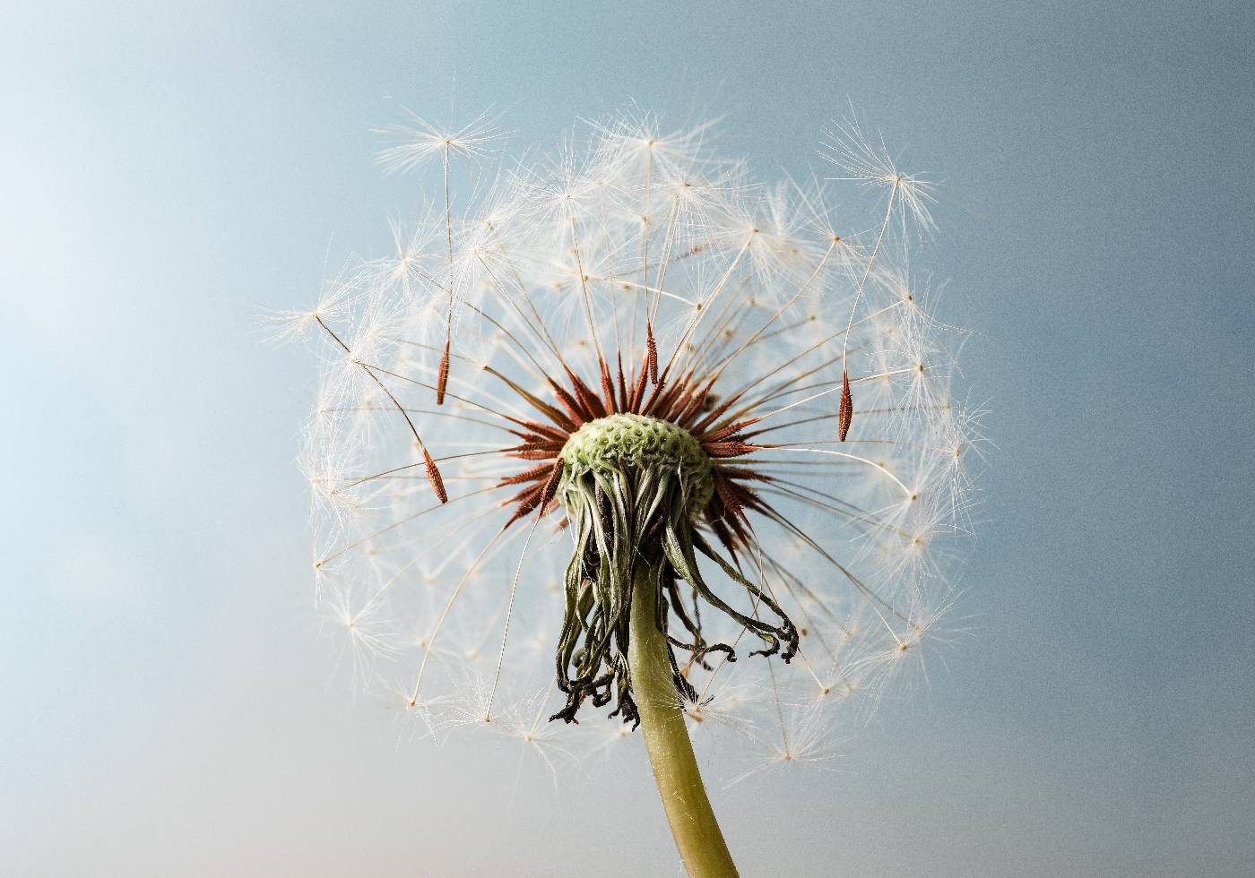 Dandelion Seeds On Wind Poster