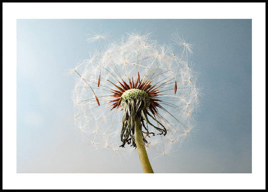 Dandelion Seeds On Wind Poster
