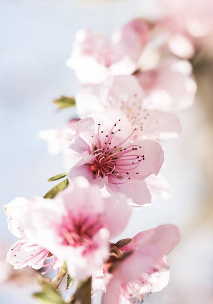 Peach Flowers Blossom Poster