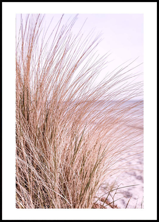 Pink Beach Grass Poster