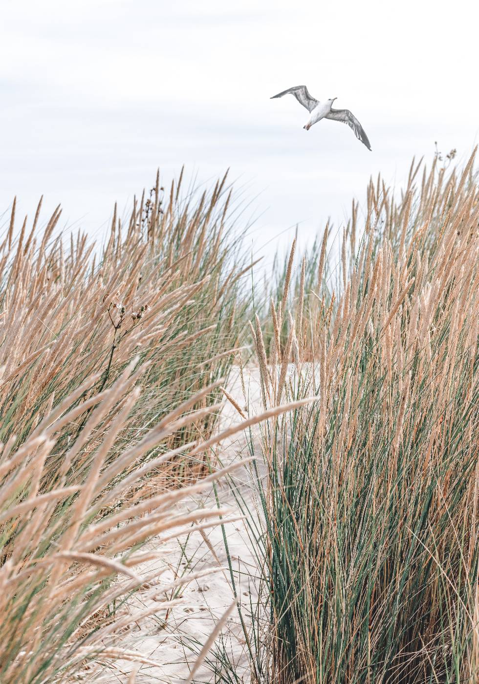Seagull & Beach Grass Poster