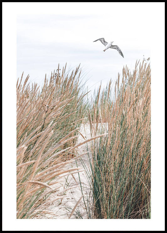 Seagull & Beach Grass Poster