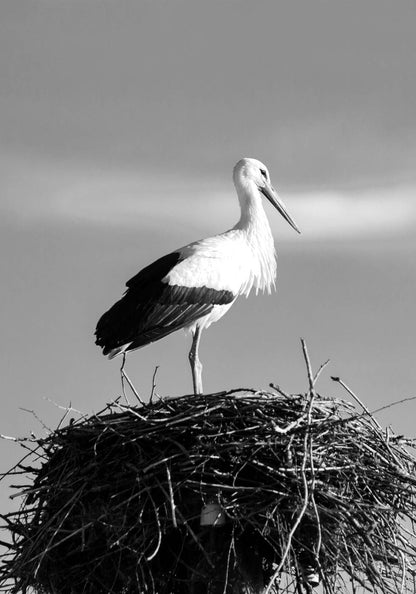 Stork Nest Poster