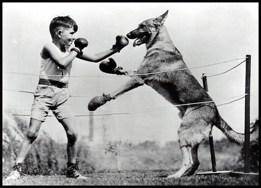 A Boy Spars with 10-Month Old Dog 1926 Poster
