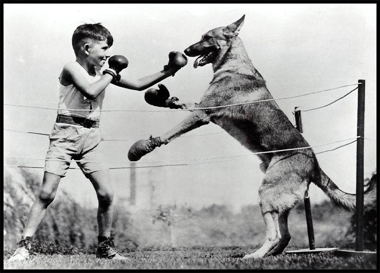 A Boy Spars with 10-Month Old Dog 1926 Poster