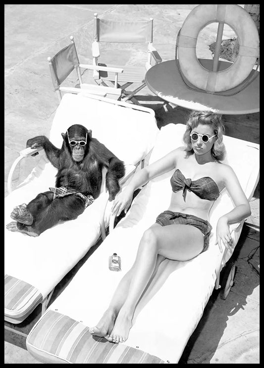 Chimpanzee Monkey Getting a Sun Bath Poster