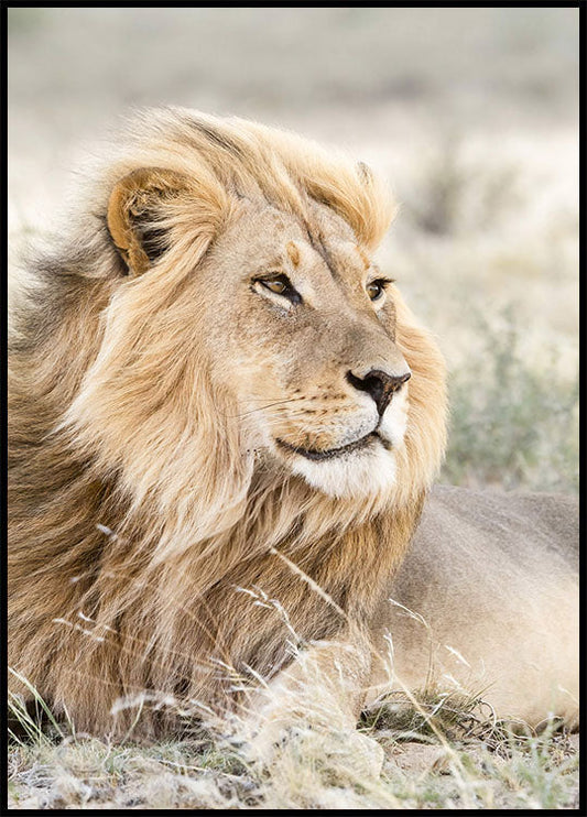 Lion on the Savannah Poster