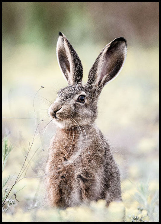 Hare Close Up Bunny Poster