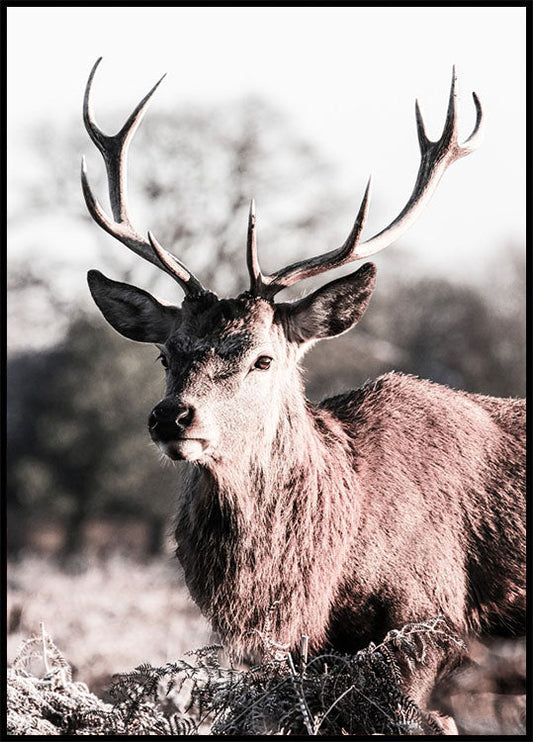 Deer Close Up Poster