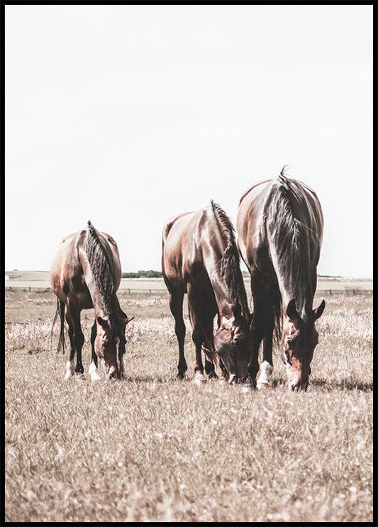 Three Brown Horses Poster