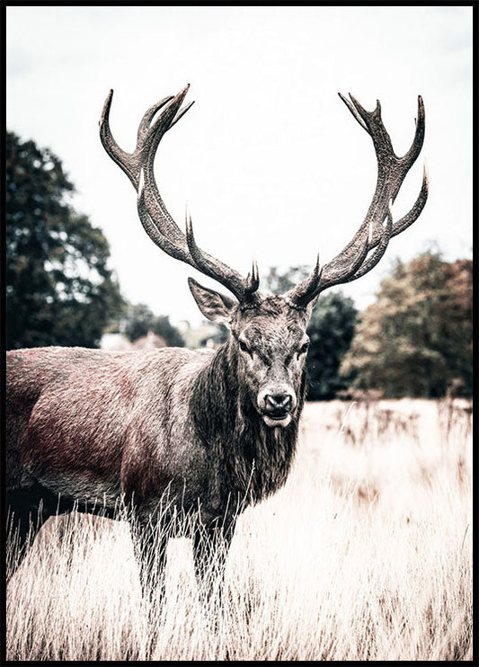 Wild Stag Poster