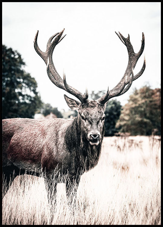 Wild Stag Poster