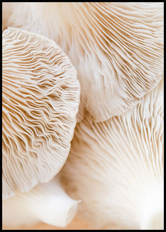 Mushrooms Close Up Poster
