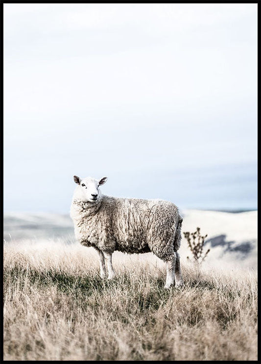 White Sheep in Field Poster