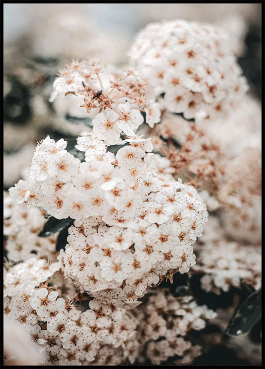 White Spring Flowers Poster