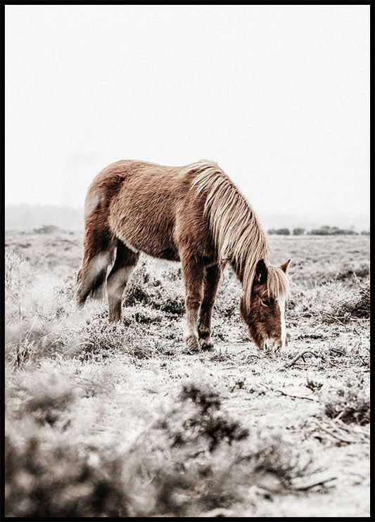 Wild Horse in Field Poster