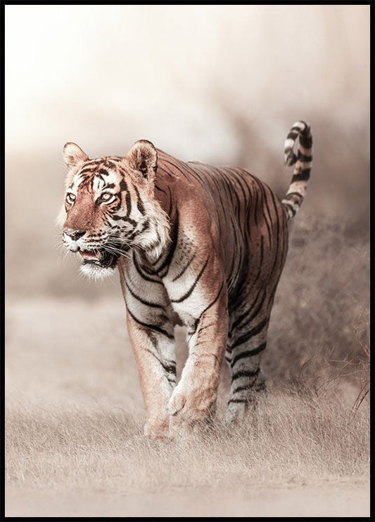 Tiger Walk Poster
