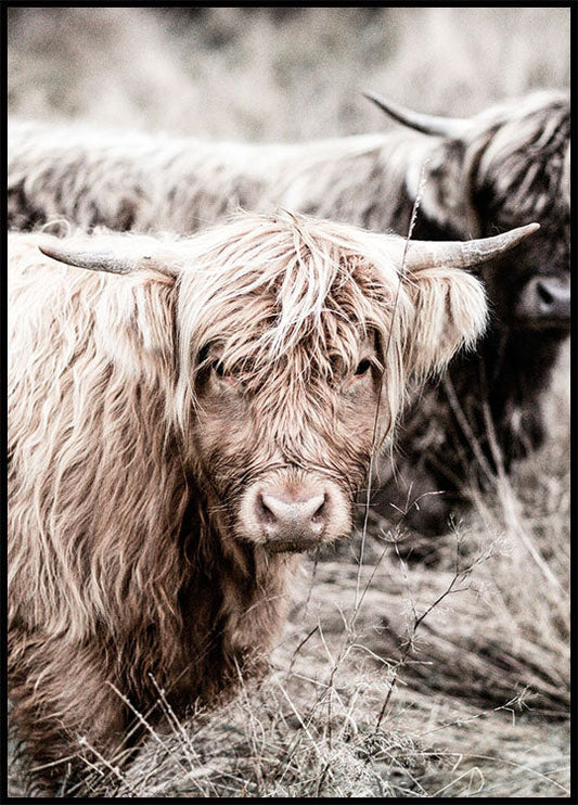 Cow Close Up Poster