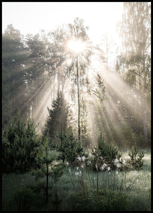 Sunrays in The Woods Sunshine Forest Poster