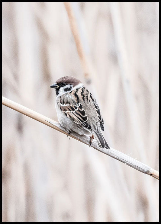 Tree Sparrow Poster