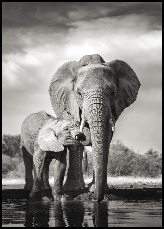 Elephant Love Poster