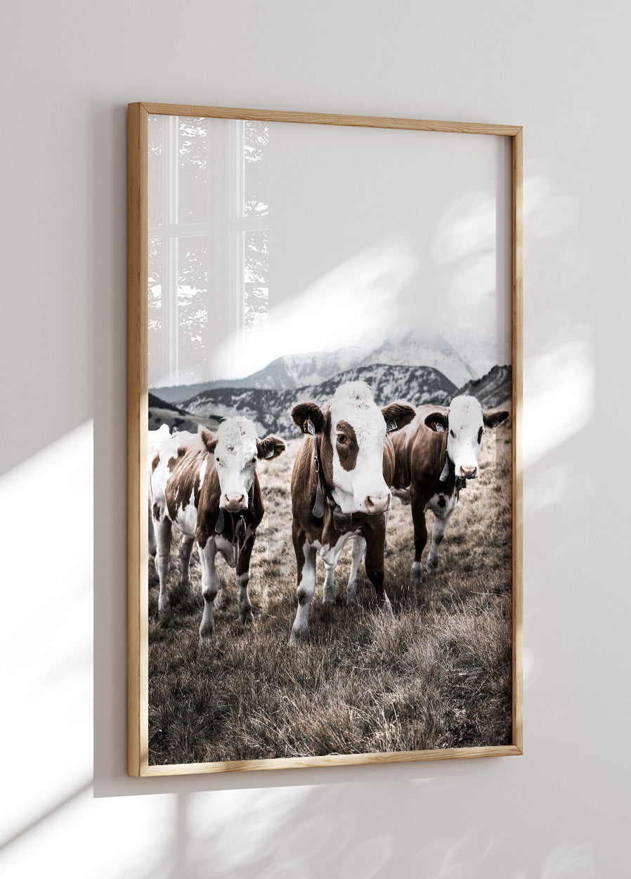 Cattle in Field Poster