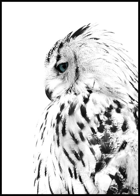 Snow Owl Poster