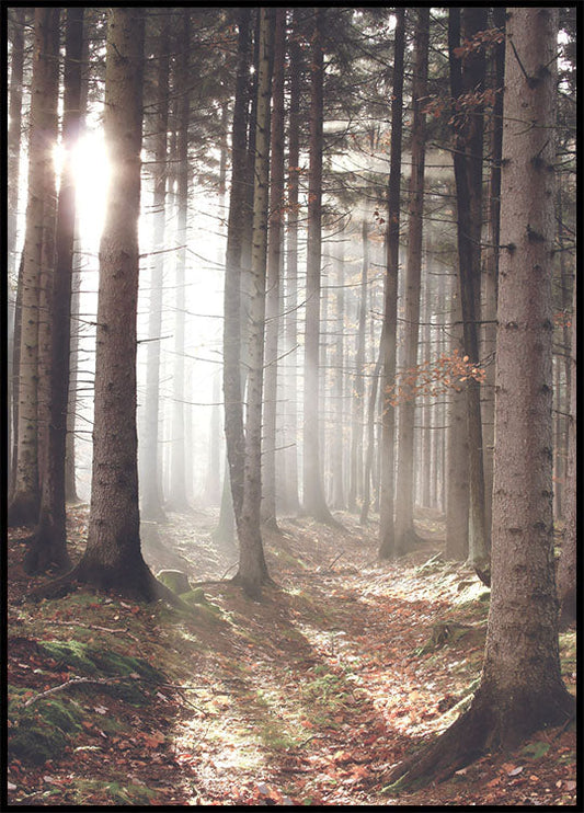 Sunbeam Forest Poster