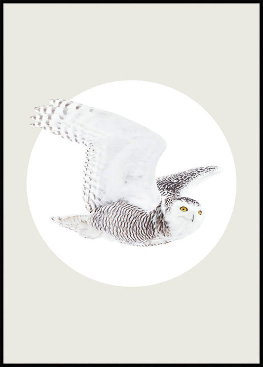 White Owl Poster