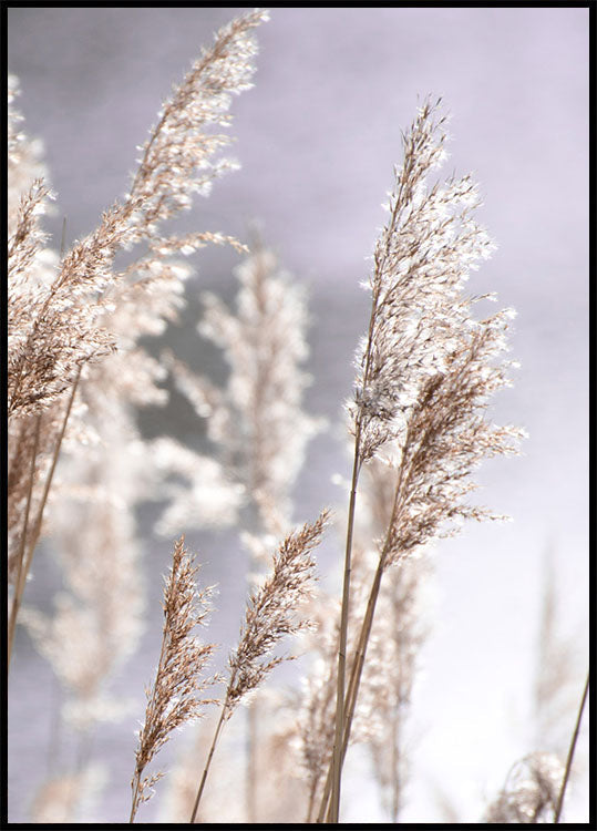 Pampas Grass Branches Plakat - Posterbox.no