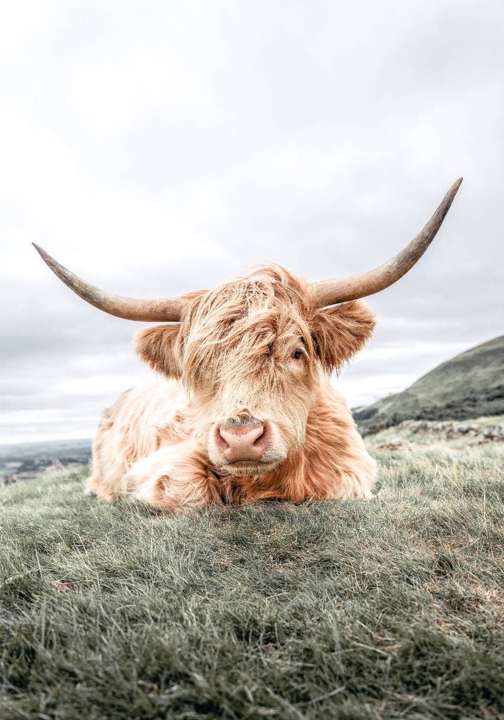 Highland Cow Chilling Plakat