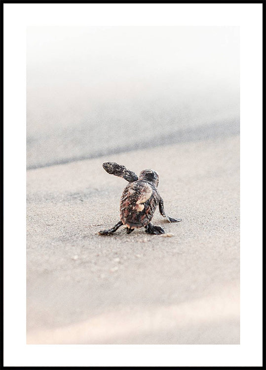 Newborn Sea Turtle Leaving The Nest Plakat