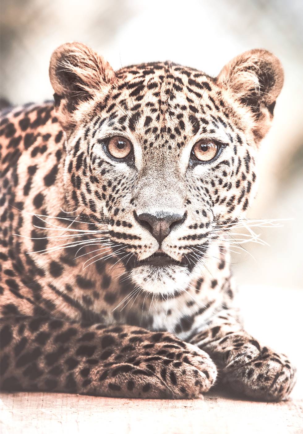 Wild Leopard Plakat