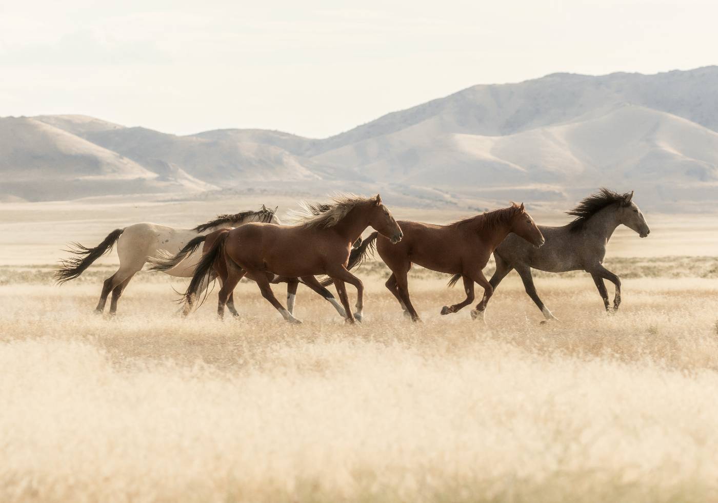 Wild Horses Running Plakat